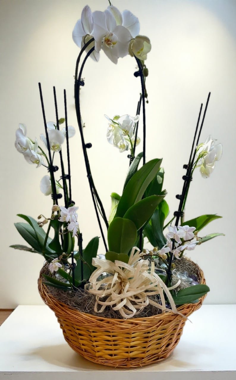 Orchid Plants
