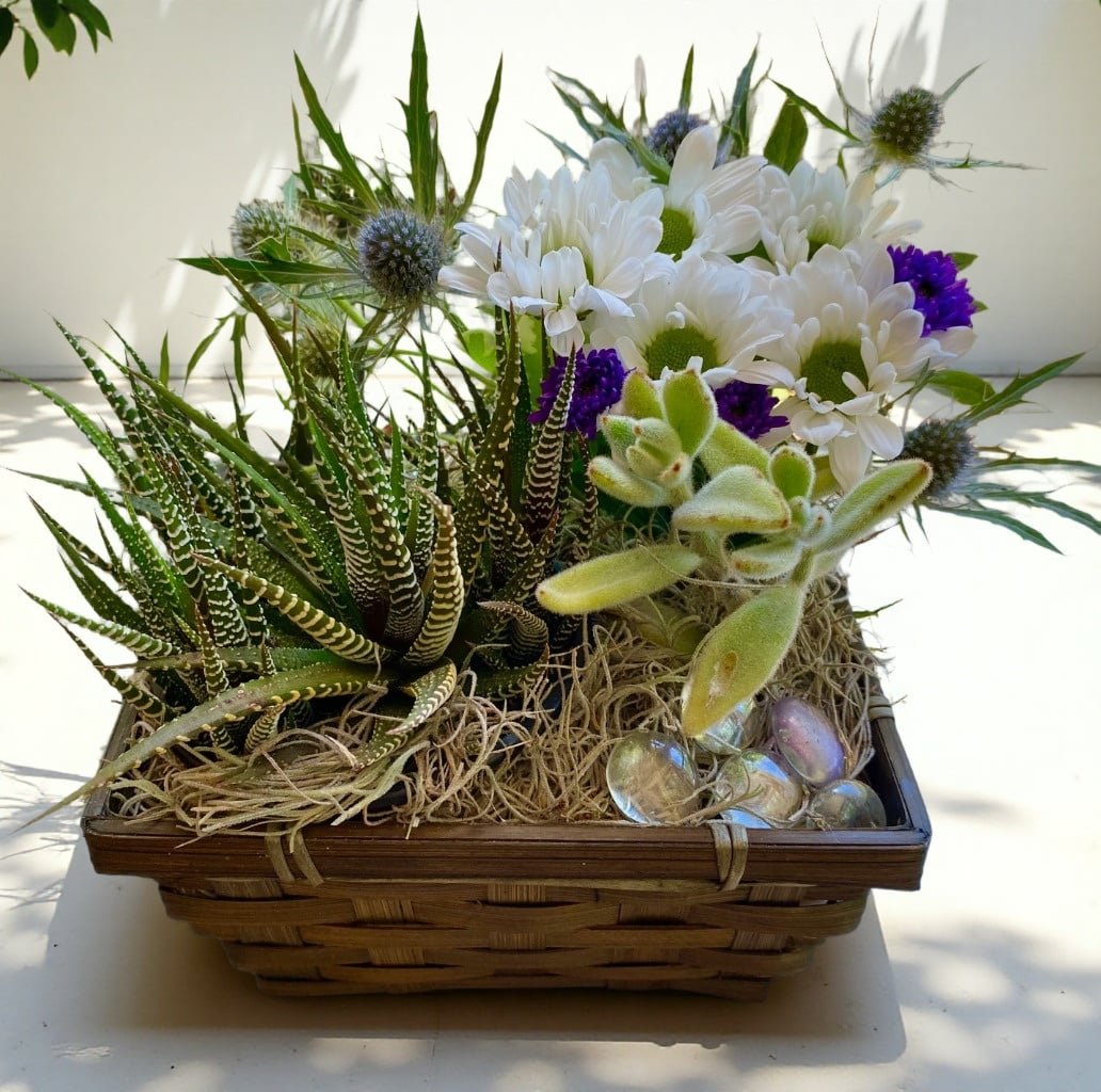 Succulent Gardens