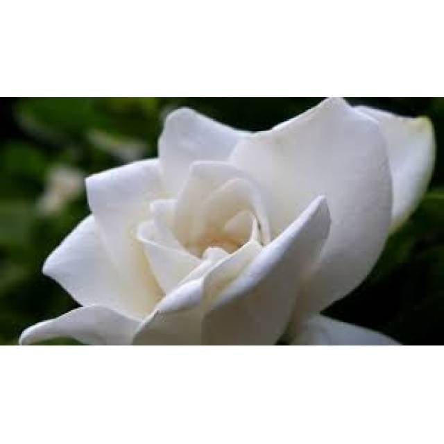 Gardenia Plant Basket