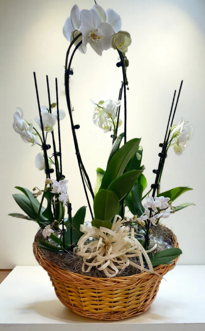 Orchids